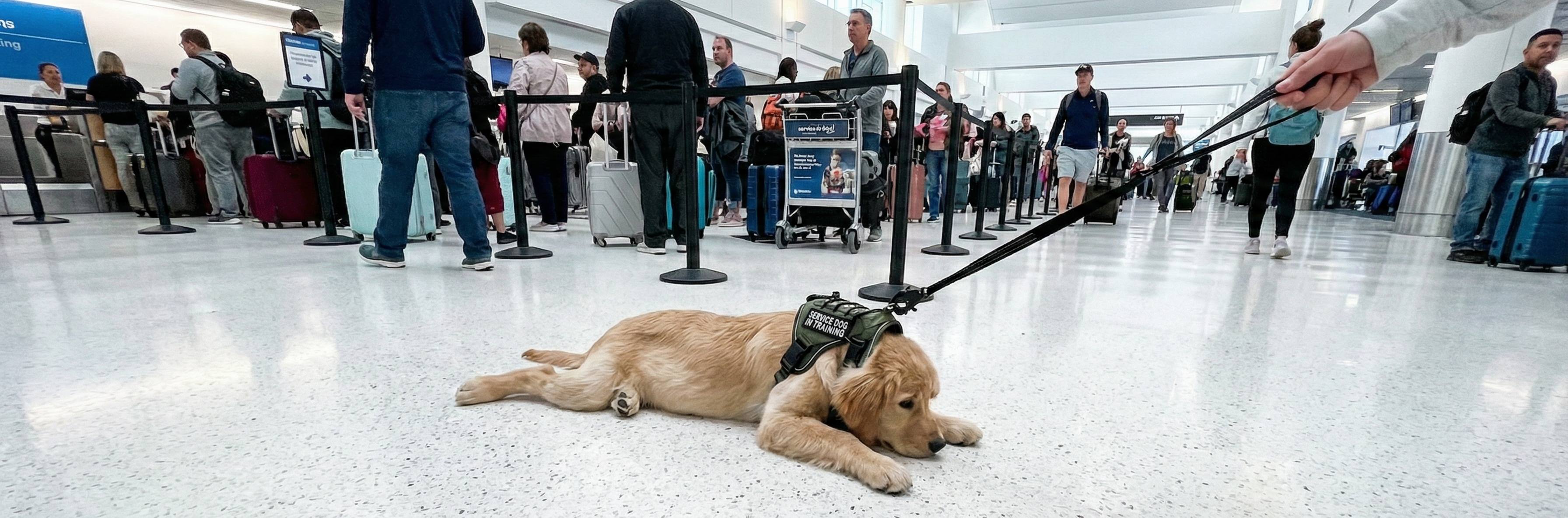 Golden retriever service dog in training lying on airport terminal floor